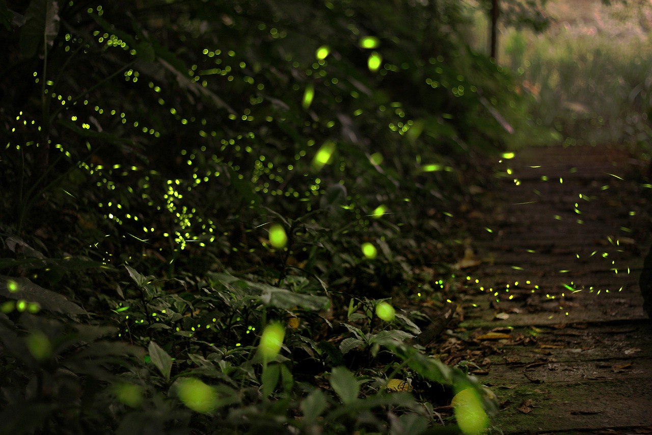 Foto de un bosque nocturno iluminado por luciérnagas verdes.