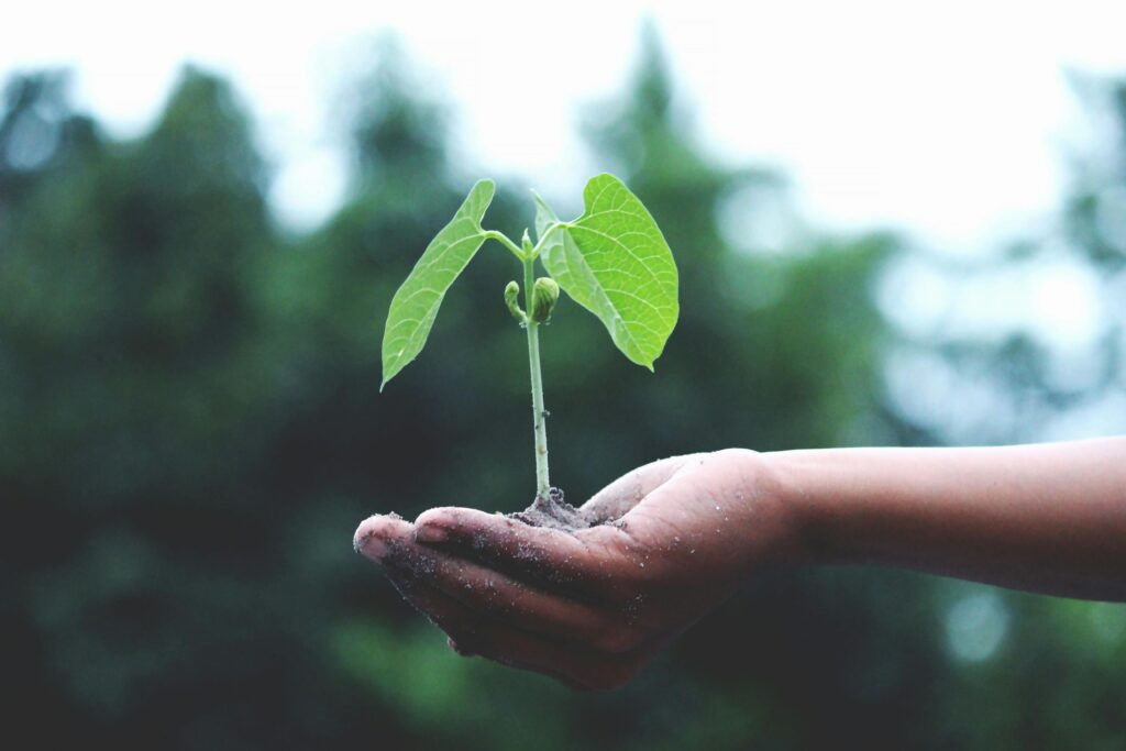 A hand is holding a green stem sprouting two green leaves